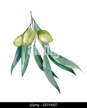 Branche d'olive avec feuilles Illustration aquarelle. Banque D'Images