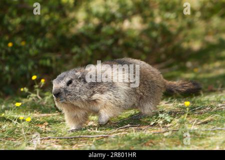 Marmot alpin, marmota marmota, adulte marchant, Alpes dans le sud-est de la France Banque D'Images