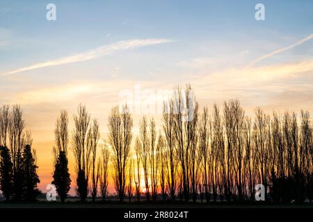 Scène d'hiver, rangée de peupliers sans feuilles sur les terres agricoles du Kent avec ciel d'aube coloré derrière. Le ciel passe du jaune orange au bleu avec un peu de nuage. Banque D'Images