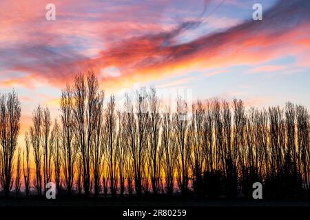 Scène d'hiver, rangée de peupliers sans feuilles sur les terres agricoles du Kent avec ciel d'aube coloré derrière. Le ciel passe du jaune orange au bleu avec un peu de nuage. Banque D'Images