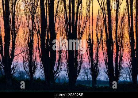 Gros plan, ciel d'aube vu de derrière une rangée de peupliers sans feuilles en hiver. Ciel surlaré orange et jaune avec du bleu à l'horizon. Banque D'Images