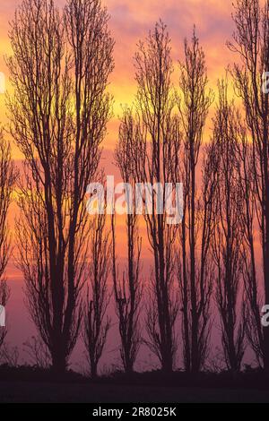 Gros plan du ciel mauve et jaune vu de derrière une rangée de peupliers sans feuilles silhouettés. Le ciel est orange avec des taches de jaune. Wintertim Banque D'Images