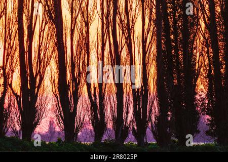 Gros plan d'un ciel de lever du soleil vu de derrière une rangée de peupliers silhouettés. Le ciel est orange vif et jaune tournant vers mauve à l'horizon. Banque D'Images