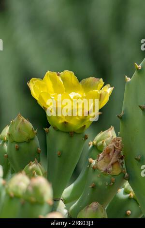 Jaune vif Opuntia prickly poire cactus fleurs avec les abeilles autour d'eux de plus près Banque D'Images