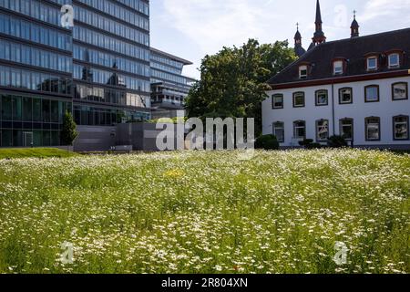 Prairie aux fleurs fleuries en face de la tour Lanxess et de l'abbaye de Deutz dans le quartier Deutz, Cologne, Allemagne. Wiese mit bluehenden Blumen v Banque D'Images