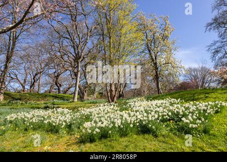 Plantations de fleurs Narcisse blanches au soleil de printemps Banque D'Images