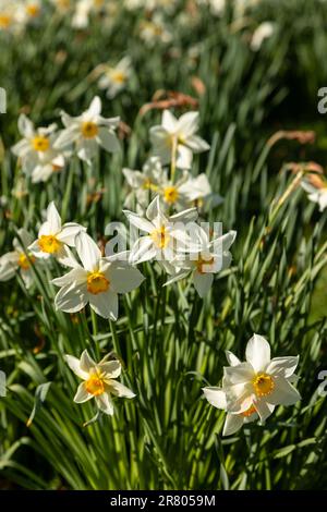 Plantations de fleurs Narcisse blanches au soleil de printemps Banque D'Images