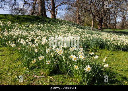 Plantations de fleurs Narcisse blanches au soleil de printemps Banque D'Images