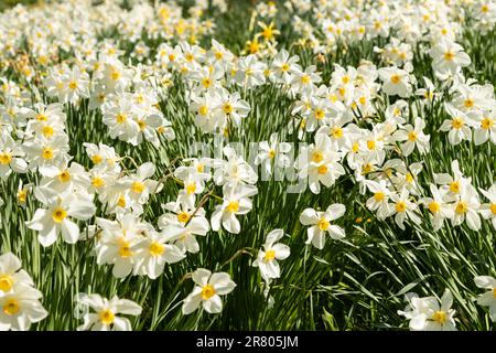 Plantations de fleurs Narcisse blanches au soleil de printemps Banque D'Images