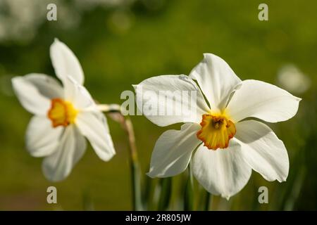 Plantations de fleurs Narcisse blanches au soleil de printemps Banque D'Images