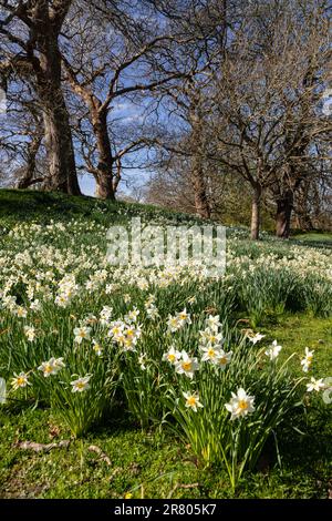 Plantations de fleurs Narcisse blanches au soleil de printemps Banque D'Images