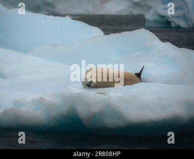 Le phoque crabeur, lobodon carcinophaga, en Antarctique, reposant sur la glace de l'emballage dérivant ou l'icefloe entre les icebergs bleus. Réchauffement de la planète et changement climatique Banque D'Images