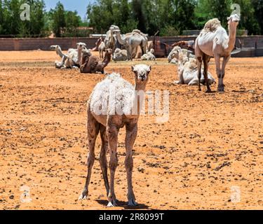 Baby Camel - curieusement prudent Banque D'Images