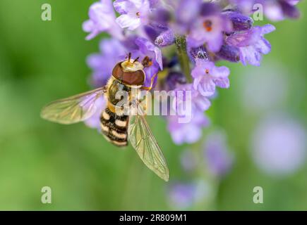 Les Syrphidae d'Hoverfly sur une fleur Banque D'Images