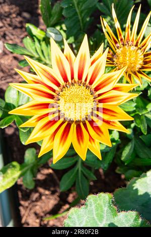 Vue d'en haut d'une fleur de Gerbera de couleur jaune et rouge Banque D'Images