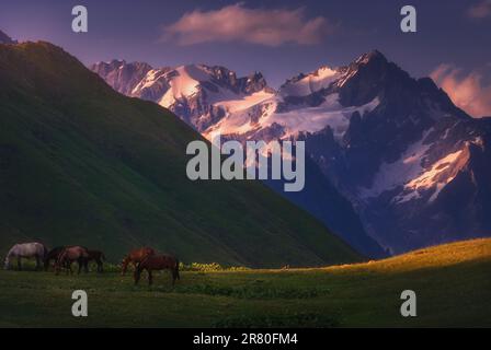 Chevaux sauvages les chevaux sauvages paissent dans la vallée. Montagnes du Caucase. Géorgie Banque D'Images