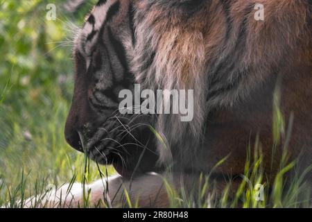 gros plan du tigre dans l'herbe Banque D'Images