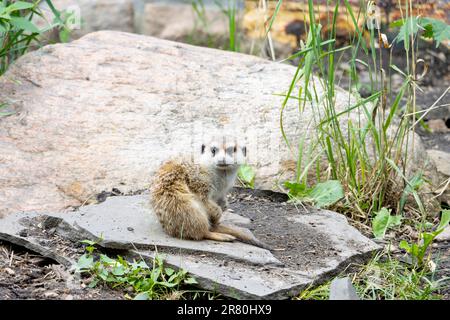 meerkat assis sur un rocher qui a l'air triste et froid Banque D'Images