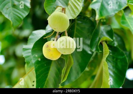 Santol, Sentul ou sentol Rouge ou sentol jaune ou Sandoricum koetjape ou MELIACEAEi ou graines de Santol sur l'arbre Banque D'Images