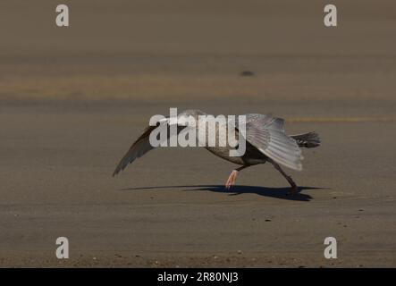 Goéland glacous (Larus hyperboreus) premier hiver au large de la plage de sable Eccles-on-Sea, Norfolk, Royaume-Uni. Octobre Banque D'Images