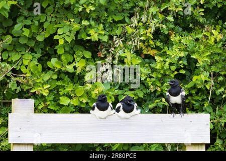 Des magpie eurasiennes juvéniles assises sur une clôture attendant d'être nourris à l'île de Wadden Terschelling, dans la province de Frise, aux pays-Bas Banque D'Images