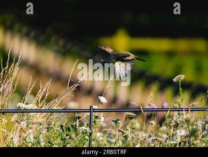 Un cliché frappant d'un jeune pic vert ( Picus viridis) en vol au-dessus d'un pré de fleurs sauvages montrant des détails de plumes. Suffolk, Royaume-Uni Banque D'Images