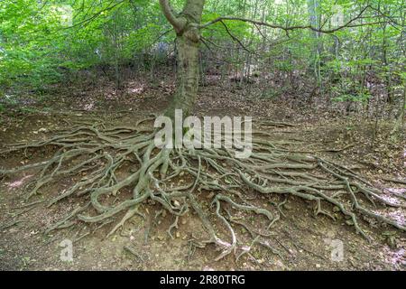 Hêtre (Fagus orientalis) dont les racines poussent au-dessus du sol. Pris dans la forêt sur Janos Hill (Janos-hegy) à Budapest, Hongrie. Banque D'Images