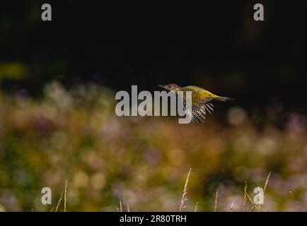 Un cliché frappant d'un jeune pic vert ( Picus viridis) en vol sur un pré de fleurs sauvages sur un fond sombre . Suffolk, Royaume-Uni Banque D'Images