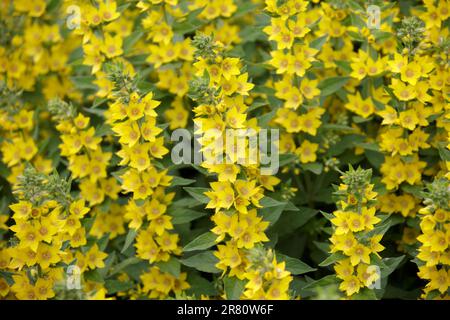 Fleur jaune Loosestrife à pois. Fleurs cloches de grand jaune loosestrife ou cercle fleur ou tacheté loosestrife gros plan. Lysimachia punctata clo Banque D'Images