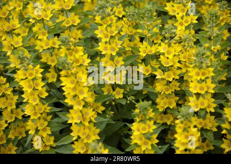 Loosestrife tacheté. Fleur jaune. Lysimachia punctata, le loosestrife en pointillés. Fleurs cloches de grand jaune loosestrife ou cercle fleur ou point Banque D'Images