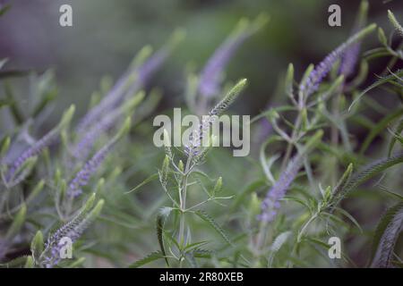 Veronica longifolia. Gros plan sur le jardin des fleurs speedwell en pleine floraison. Bourgeons fleurs bleues. Jardin de plantes à fleurs speedwell ou speedwell à feuilles longues Banque D'Images