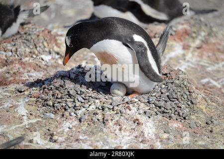 Pinguin incube un œuf sur les îles Shetland Sud, très près de l'Antarctique. Banque D'Images