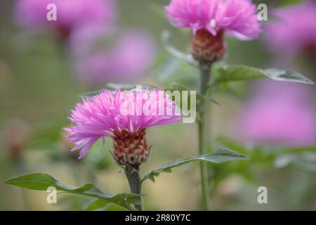 Pseudo-phellus. Beau rose vif Pseuphellus dealbatus. Gros plan d'un centaurée catenurea dealbata blanchi à la chaux en fleur Banque D'Images