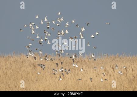 Dunlin (Calidris alpina) floqué avec un seul Ruff CLEY Norfolk avril 2023 Banque D'Images