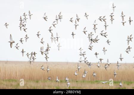 Dunlin (Calidris alpina) floqué avec un seul Ruff CLEY Norfolk avril 2023 Banque D'Images