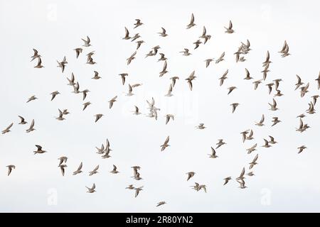 Dunlin (Calidris alpina) floqué avec un seul Ruff CLEY Norfolk avril 2023 Banque D'Images