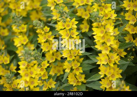 Loosestrife tacheté. Lysimachia punctata, le loosestrife en pointillés. Fleur jaune. Fleurs cloches de grand jaune loosestrife ou cercle fleur ou tacheté Banque D'Images