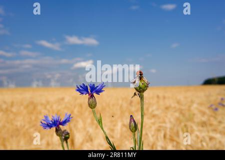 Coccinelle sur une fleur de maïs bleue devant un champ de blé et un ciel bleu Banque D'Images