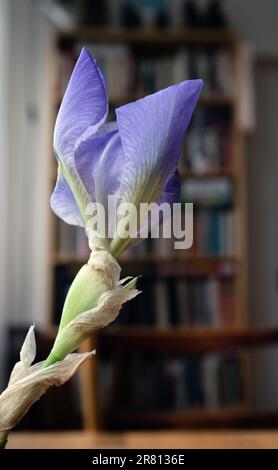 Iris fleur bouton dans vase à l'intérieur de l'appartement , juin suède Banque D'Images