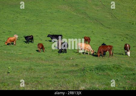 Troupeau de vaches sur les prairies alpines Banque D'Images