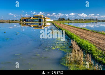 Barn se reflète sur un champ de riz, Isla Mayor, Séville, Espagne. Banque D'Images