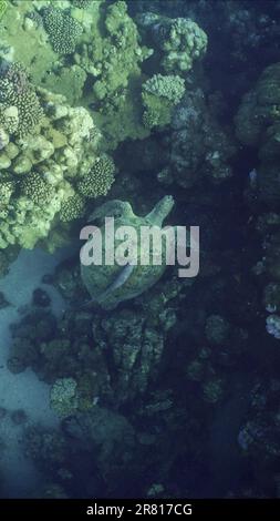 Vue de dessus de la Grande Tortue de la Mer verte (Chelonia mydas) nageant à côté d'un récif de corail, Mer Rouge, Egypte Banque D'Images