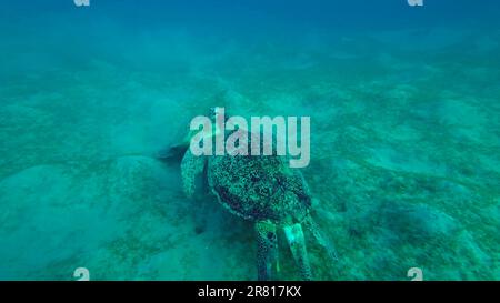 Deux tortues de mer s'empaissent sur les fonds marins en mangeant des algues vertes. Deux grandes tortues de mer verte (Chelonia mydas) avec Remorafish sur la coquille mange le ruban doux seagra Banque D'Images