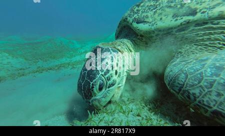 Tortue de mer paître sur les fonds marins, ralenti. Grande tortue de mer verte (Chelonia mydas) à bouche ouverte mangeant des algues vertes sur la prairie d'herbes marines Banque D'Images