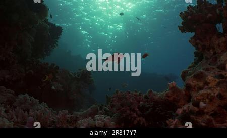 Silhouettes de poissons tropicaux nagent à côté du récif de corail sur l'eau de surface et le coucher du soleil, le rétroéclairage (Contre-jour). Vie sur le récif de corail duri Banque D'Images