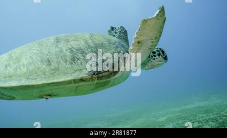 La tortue de mer avec des marques de morsure sur les nageoires tourbillonne dans l'eau bleue. Gros plan de la Grande Tortue de la Mer verte (Chelonia mydas) avec ses palmes avant piqués par un SH Banque D'Images