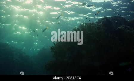 Silhouettes de poissons tropicaux nagent à côté du récif de corail sur l'eau de surface et le coucher du soleil, le rétroéclairage (Contre-jour). Vie sur le récif de corail duri Banque D'Images