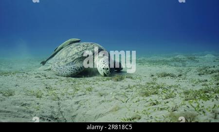 Tortue de mer paître sur les fonds marins, ralenti. Grande tortue de mer verte (Chelonia mydas) à bouche ouverte mangeant des algues vertes sur la prairie d'herbes marines Banque D'Images