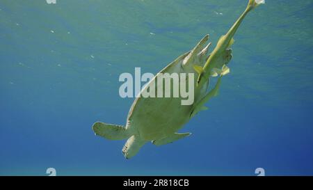 La grande tortue des mers vertes (Chelonia mydas) plonge dans l'océan bleu, mer de Reda, Égypte Banque D'Images