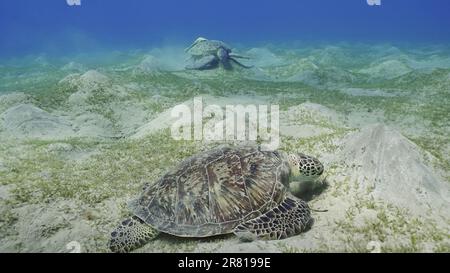 Deux tortues de mer s'empaissent sur les fonds marins en mangeant des algues vertes. Deux grandes tortues de mer verte (Chelonia mydas) avec Remorafish sur la coquille mange le ruban doux seagra Banque D'Images
